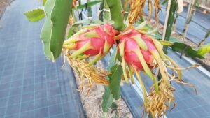 Dos pitayas rojas creciendo en la planta en el invernadero
