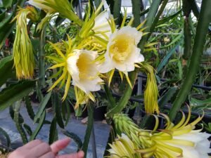 Flores de pitaya abiertas en el invernadero