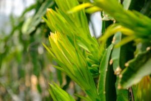 Brotes nuevos de una planta de pitaya