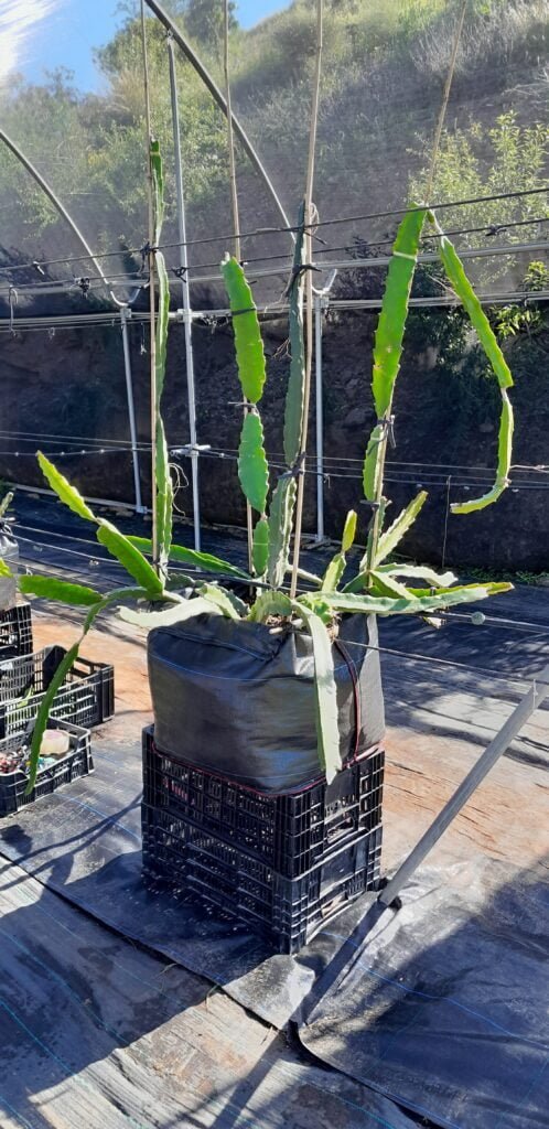 Planta de pitaya autopolinizante en contenedor