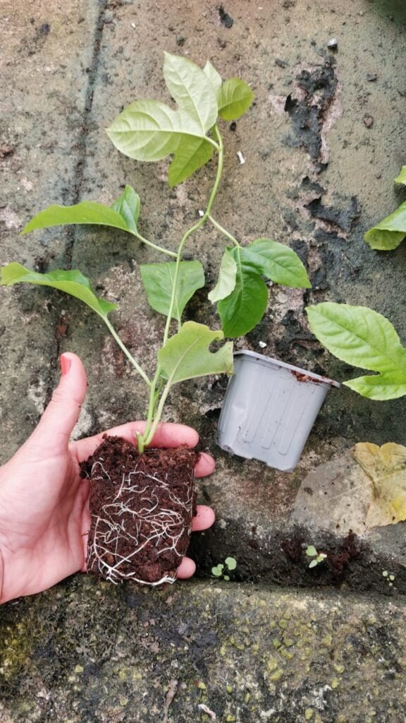 Plantas de maracuyá