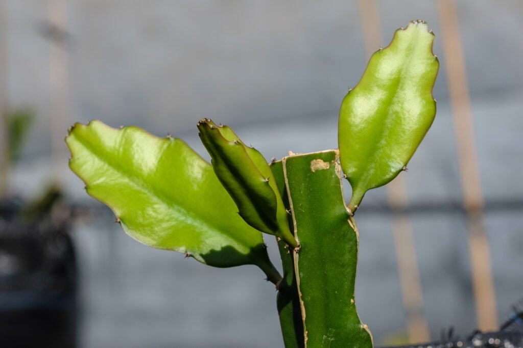 Esquejes de pitaya autopolinizantes