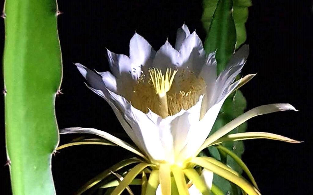 Flor con un pistilo más largo 