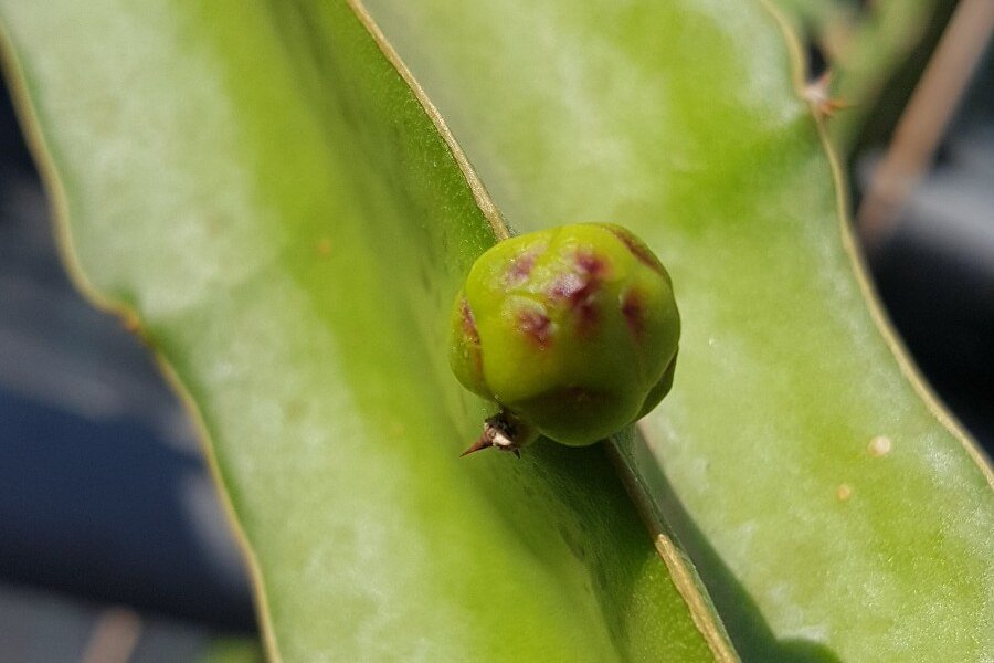 Botón floral joven en el tallo de una planta de pitaya de piel amarilla